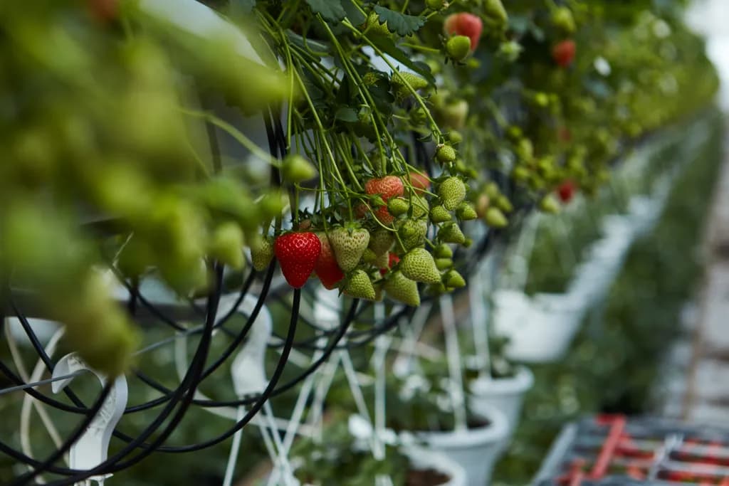 Jordgubbar på planta i växthus