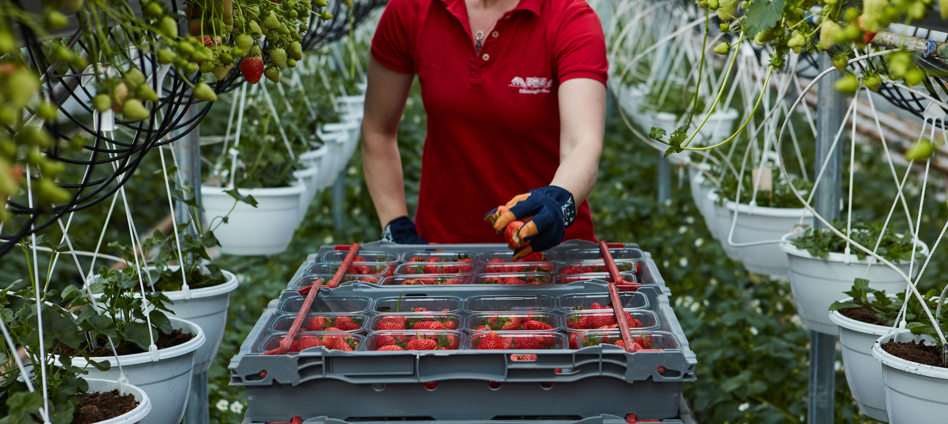 Bild från jordgubbsodling i växthus. Hängande krukor med jordgubbsplantor. Jordgubbar packade i lådor. 